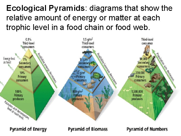 Ecological Pyramids: diagrams that show the relative amount of energy or matter at each
