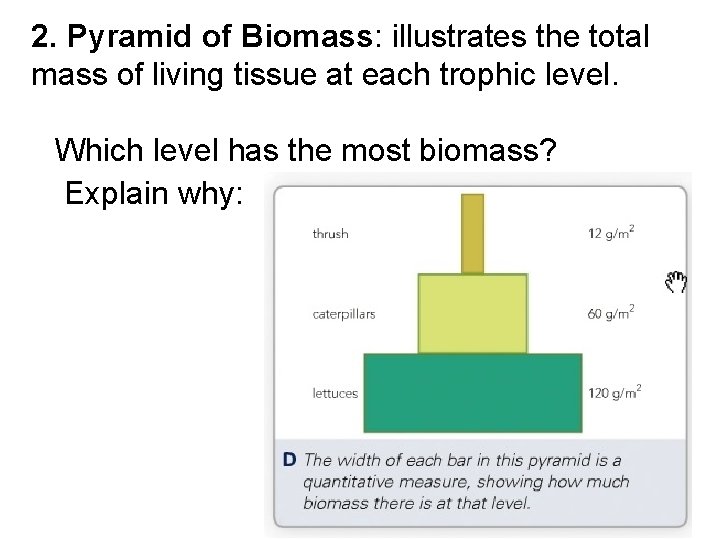 2. Pyramid of Biomass: illustrates the total mass of living tissue at each trophic