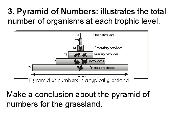 3. Pyramid of Numbers: illustrates the total number of organisms at each trophic level.