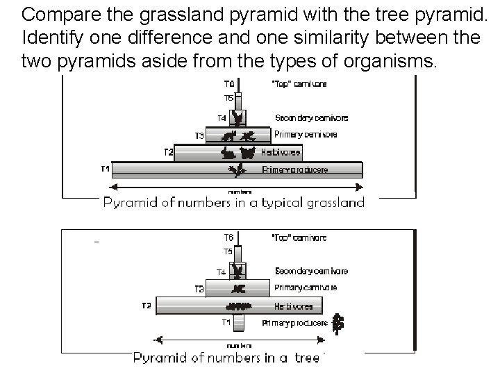 Compare the grassland pyramid with the tree pyramid. Identify one difference and one similarity
