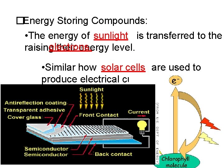 �Energy Storing Compounds: • The energy of sunlight is transferred to the electrons, raising