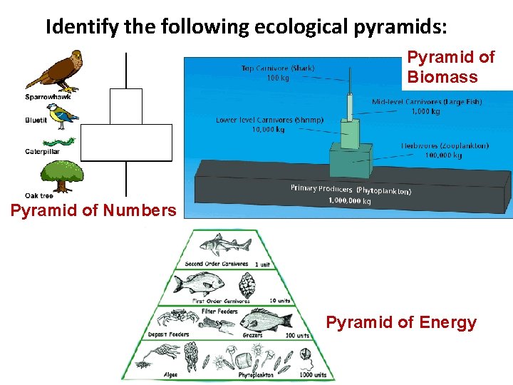 Identify the following ecological pyramids: Pyramid of Biomass Pyramid of Numbers Pyramid of Energy