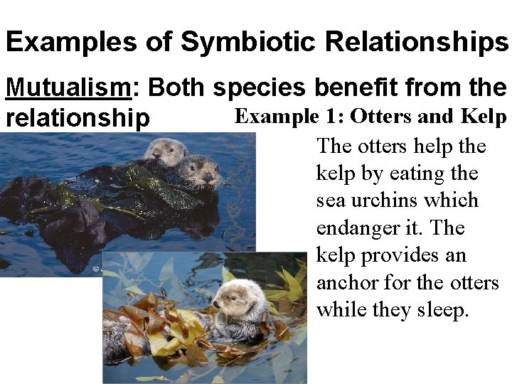 Examples of Symbiotic Relationships Mutualism: Both species benefit from the Example 1: Otters and