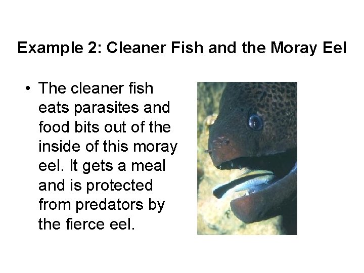 Example 2: Cleaner Fish and the Moray Eel • The cleaner fish eats parasites