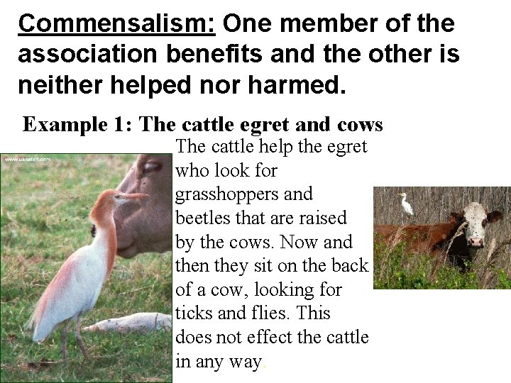Commensalism: One member of the association benefits and the other is neither helped nor