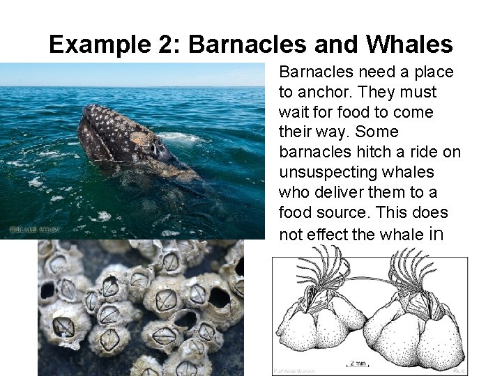 Example 2: Barnacles and Whales • Barnacles need a place to anchor. They must