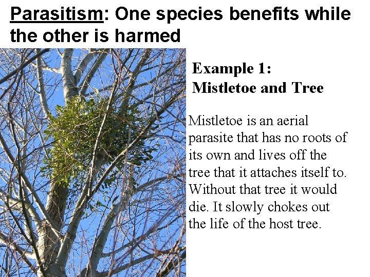 Parasitism: One species benefits while the other is harmed Example 1: Mistletoe and Tree