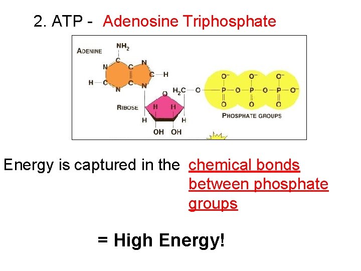 2. ATP - Adenosine Triphosphate Energy is captured in the chemical bonds between phosphate