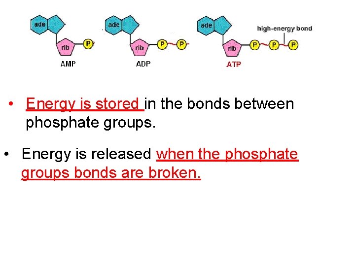  • Energy is stored in the bonds between phosphate groups. • Energy is