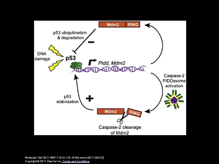 Molecular Cell 2011 4357 -71 DOI: (10. 1016/j. molcel. 2011. 06. 012) Copyright ©
