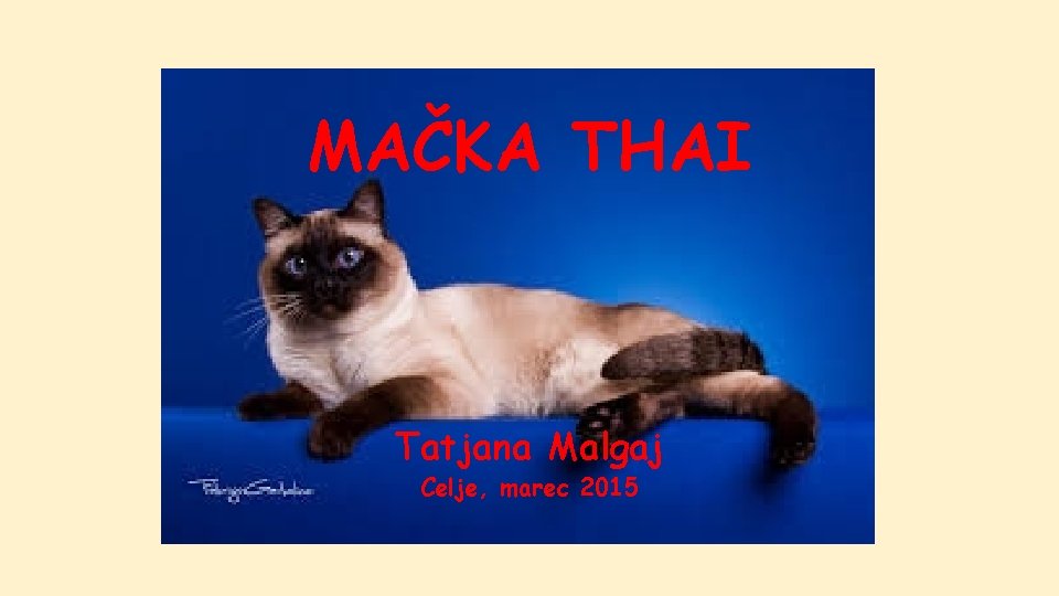 MAČKA THAI Tatjana Malgaj Celje, marec 2015 