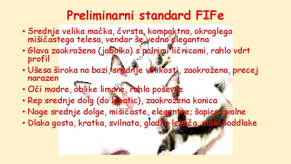 Preliminarni standard FIFe • Srednje velika mačka, čvrsta, kompaktna, okroglega mišičastega telesa, vendar še