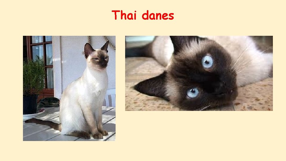 Thai danes 