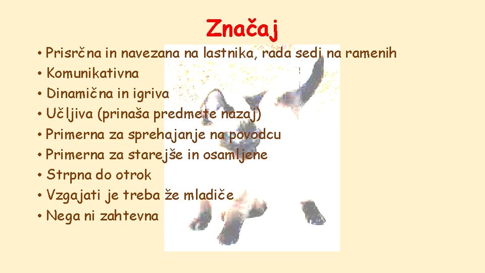 Značaj • Prisrčna in navezana na lastnika, rada sedi na ramenih • Komunikativna •