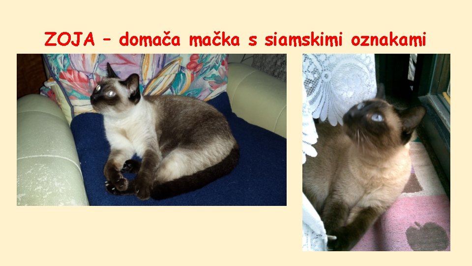 ZOJA – domača mačka s siamskimi oznakami 