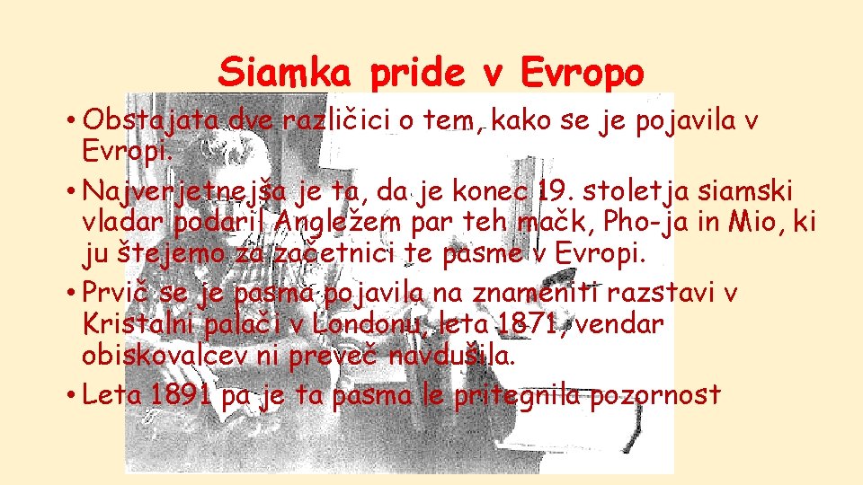 Siamka pride v Evropo • Obstajata dve različici o tem, kako se je pojavila