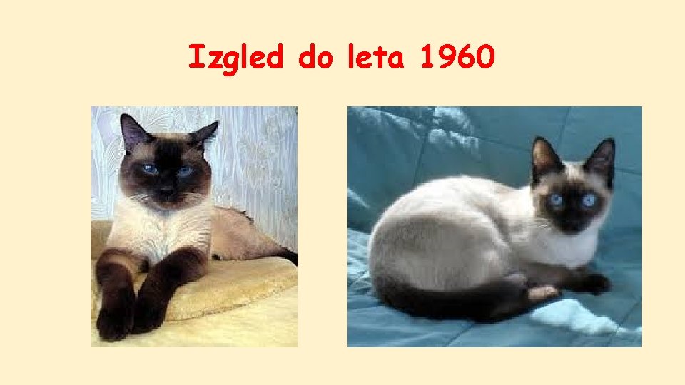 Izgled do leta 1960 