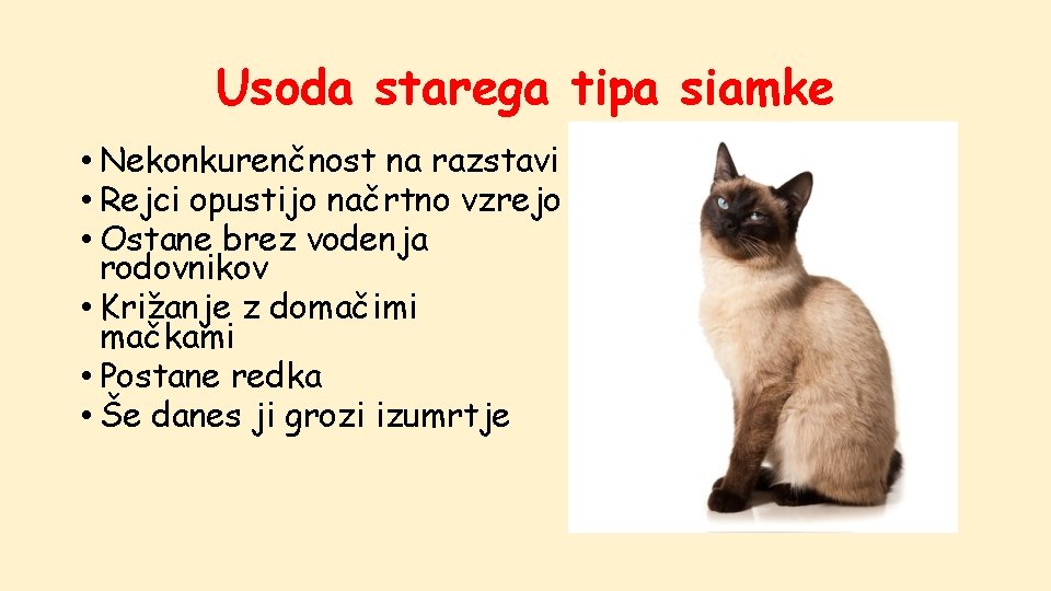 Usoda starega tipa siamke • Nekonkurenčnost na razstavi • Rejci opustijo načrtno vzrejo •