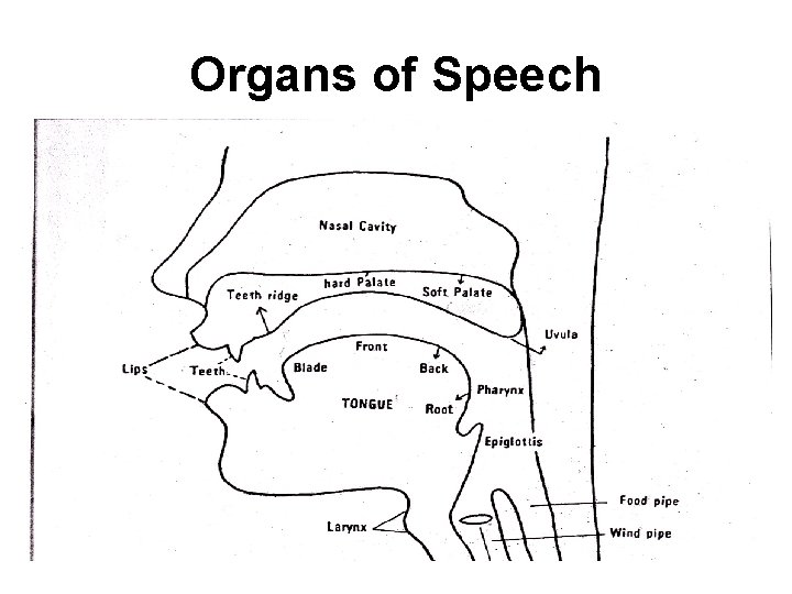 Organs of Speech 