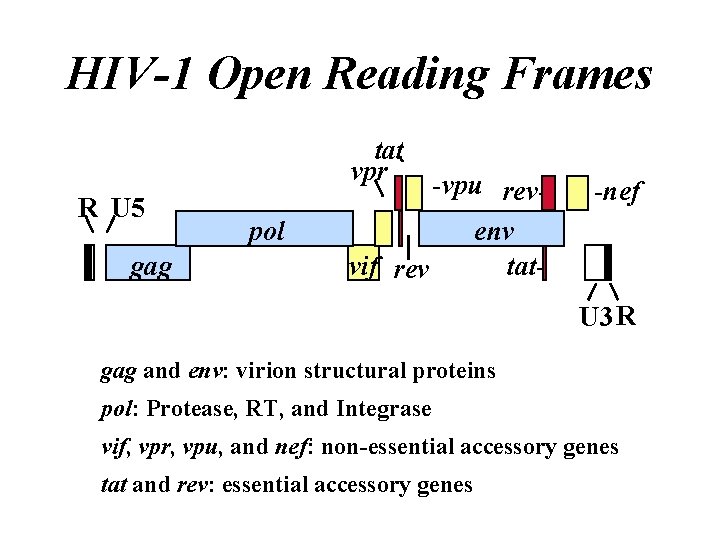 HIV-1 Open Reading Frames tat vpr R U 5 gag pol -vpu revenv vif