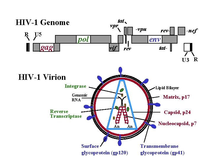 tat vpr HIV-1 Genome R U 5 -vpu pol gag rev- -nef env vif