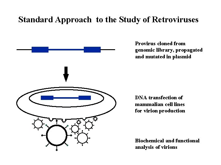 Standard Approach to the Study of Retroviruses Provirus cloned from genomic library, propagated and