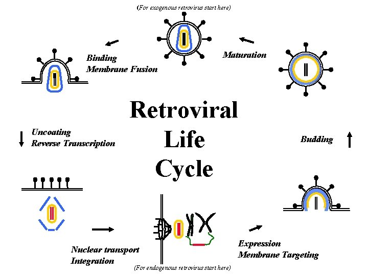 (For exogenous retrovirus start here) Binding Membrane Fusion Uncoating Reverse Transcription Maturation Retroviral Life