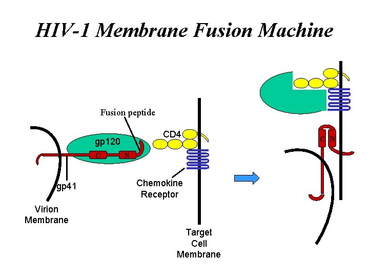 HIV-1 Membrane Fusion Machine Fusion peptide CD 4 gp 120 C gp 41 N