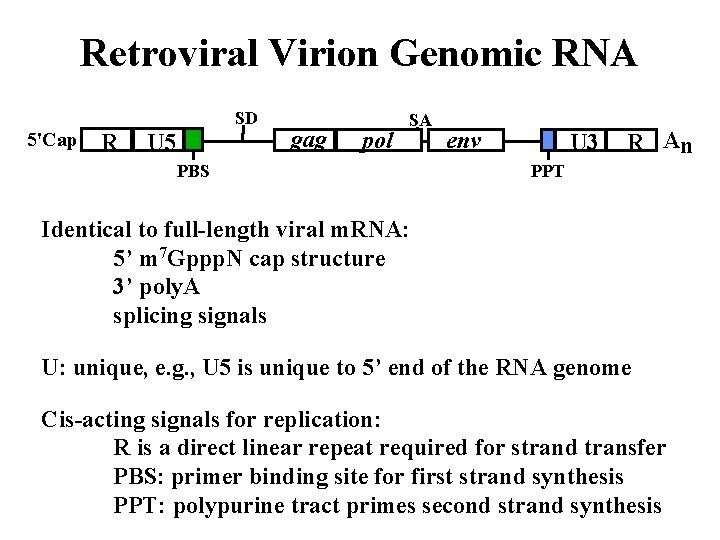 Retroviral Virion Genomic RNA SD 5'Cap R U 5 gag pol SA PBS env