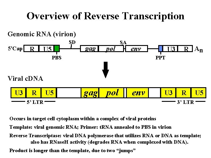 Overview of Reverse Transcription Genomic RNA (virion) SD 5'Cap R U 5 gag pol