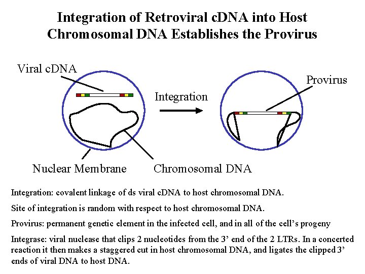 Integration of Retroviral c. DNA into Host Chromosomal DNA Establishes the Provirus Viral c.