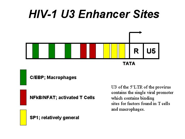 HIV-1 U 3 Enhancer Sites R U 5 TATA C/EBP; Macrophages NFk. B/NFAT; activated