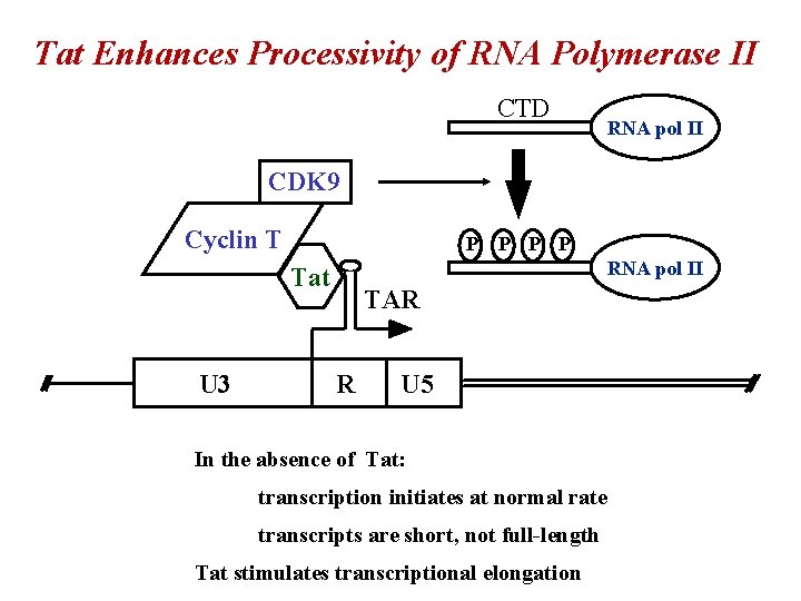 Tat Enhances Processivity of RNA Polymerase II CTD RNA pol II CDK 9 Cyclin