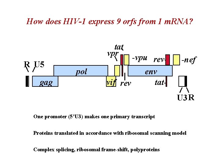 How does HIV-1 express 9 orfs from 1 m. RNA? tat vpr R U