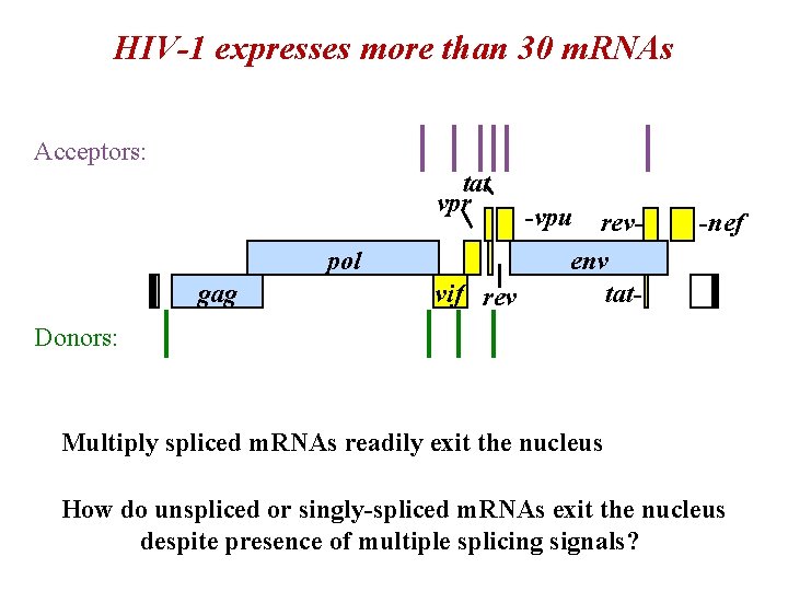 HIV-1 expresses more than 30 m. RNAs Acceptors: tat vpr pol gag vif rev