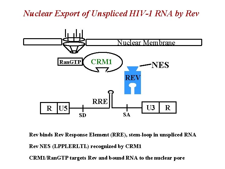 Nuclear Export of Unspliced HIV-1 RNA by Rev Nuclear Membrane Ran. GTP CRM 1