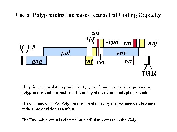 Use of Polyproteins Increases Retroviral Coding Capacity tat vpr R U 5 gag pol