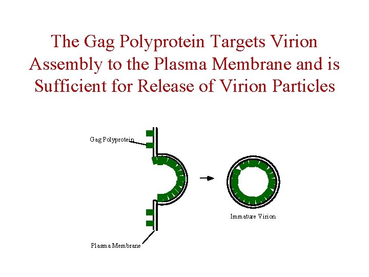 The Gag Polyprotein Targets Virion Assembly to the Plasma Membrane and is Sufficient for