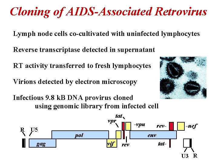 Cloning of AIDS-Associated Retrovirus Lymph node cells co-cultivated with uninfected lymphocytes Reverse transcriptase detected