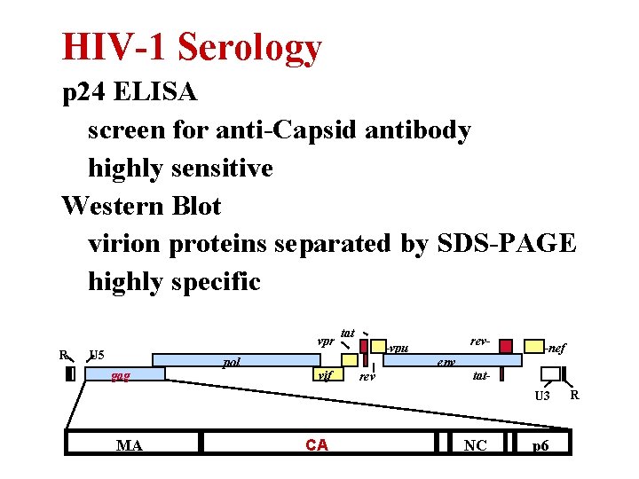 HIV-1 Serology p 24 ELISA screen for anti-Capsid antibody highly sensitive Western Blot virion