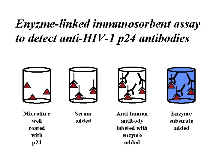 Enyzme-linked immunosorbent assay to detect anti-HIV-1 p 24 antibodies Microtitre well coated with p