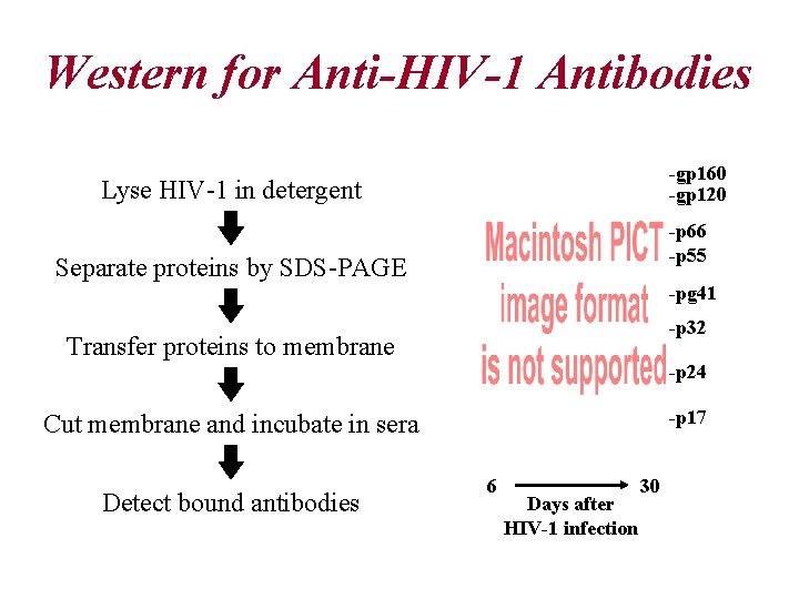 Western for Anti-HIV-1 Antibodies -gp 160 -gp 120 Lyse HIV-1 in detergent -p 66