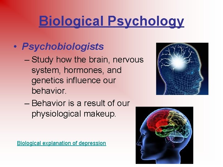 Biological Psychology • Psychobiologists – Study how the brain, nervous system, hormones, and genetics