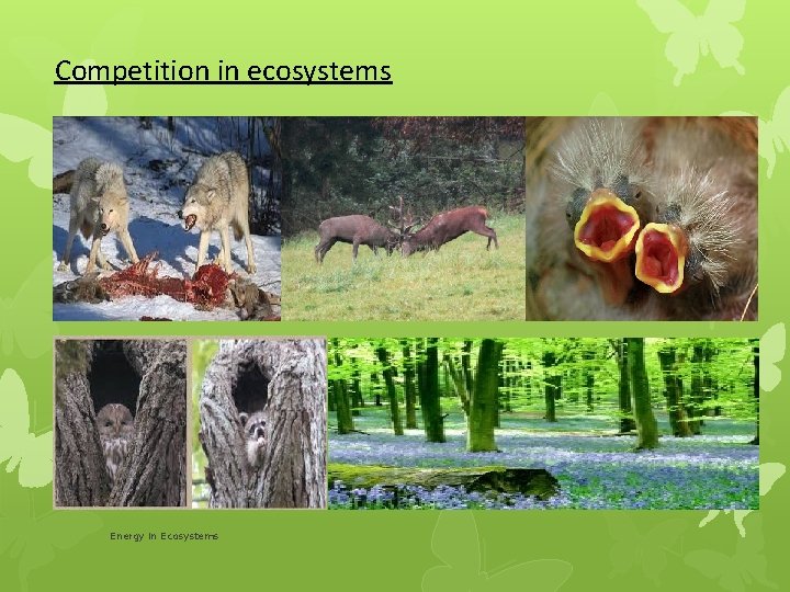 Competition in ecosystems Energy in Ecosystems 