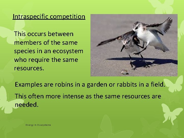 Intraspecific competition This occurs between members of the same species in an ecosystem who