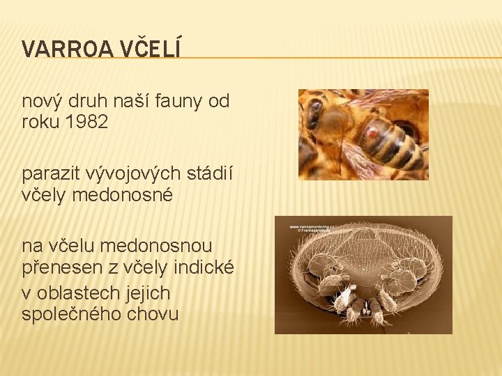 VARROA VČELÍ nový druh naší fauny od roku 1982 parazit vývojových stádií včely medonosné