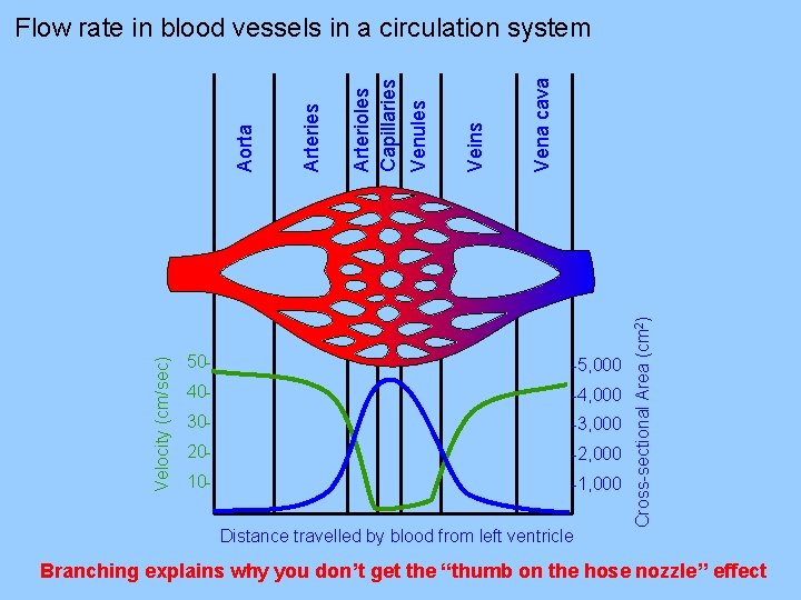 Vena cava Veins Arterioles Capillaries Venules Arteries 50 - -5, 000 40 - -4,