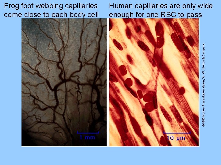 Human capillaries are only wide enough for one RBC to pass © 1996 Norton