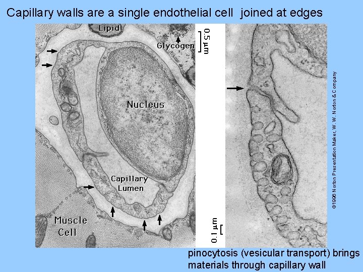 © 1996 Norton Presentation Maker, W. W. Norton & Company Capillary walls are a