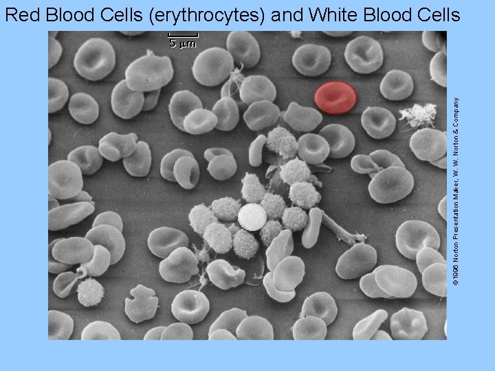 © 1996 Norton Presentation Maker, W. W. Norton & Company Red Blood Cells (erythrocytes)